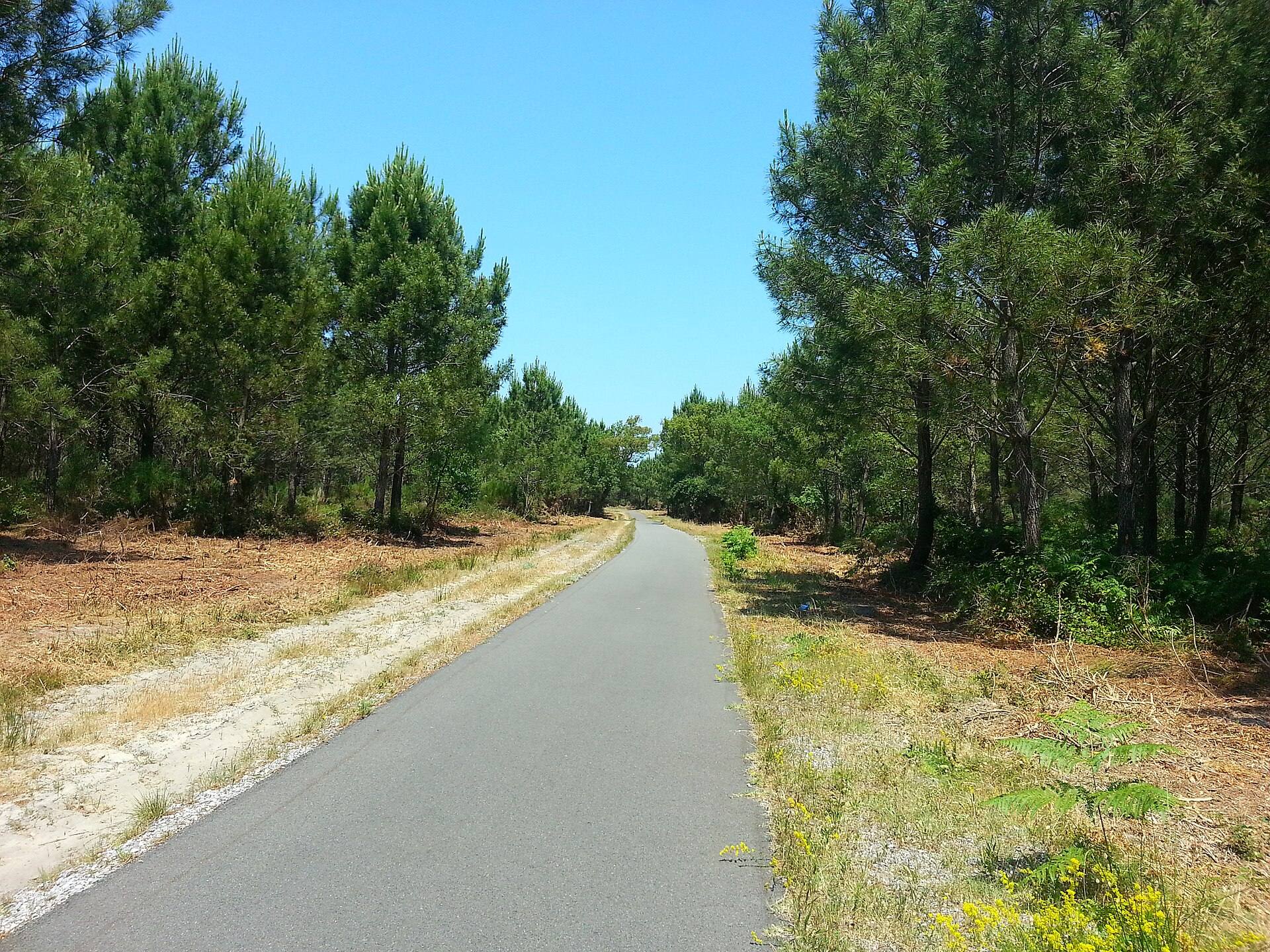Piste cyclable de la Vélodyssée qui file tout droit entre les pins des Landes vers Léon