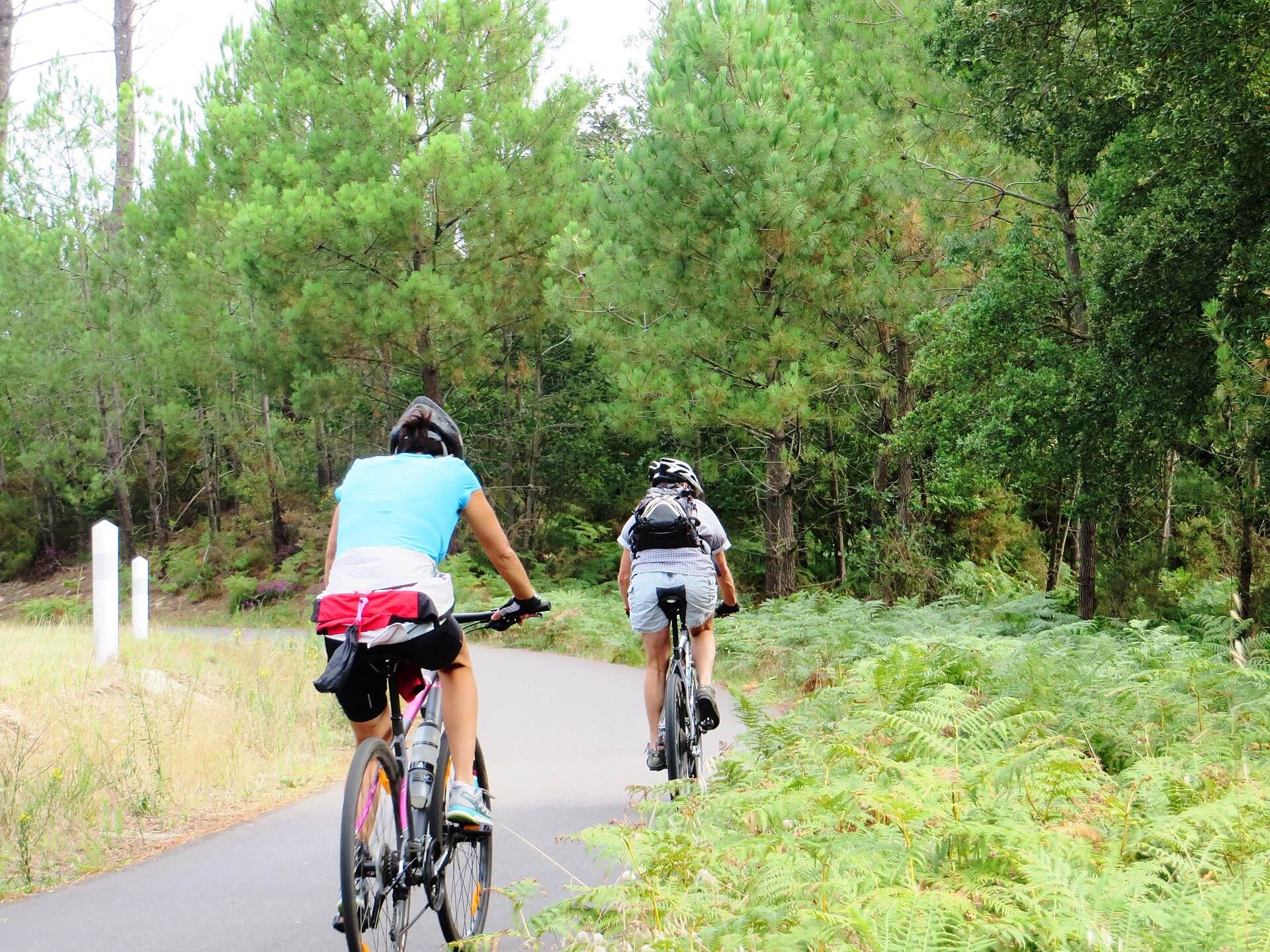 Deux cyclistes roulent sur la Vélodyssée, piste goudronnée sous les pins et les fougères à Seignosse