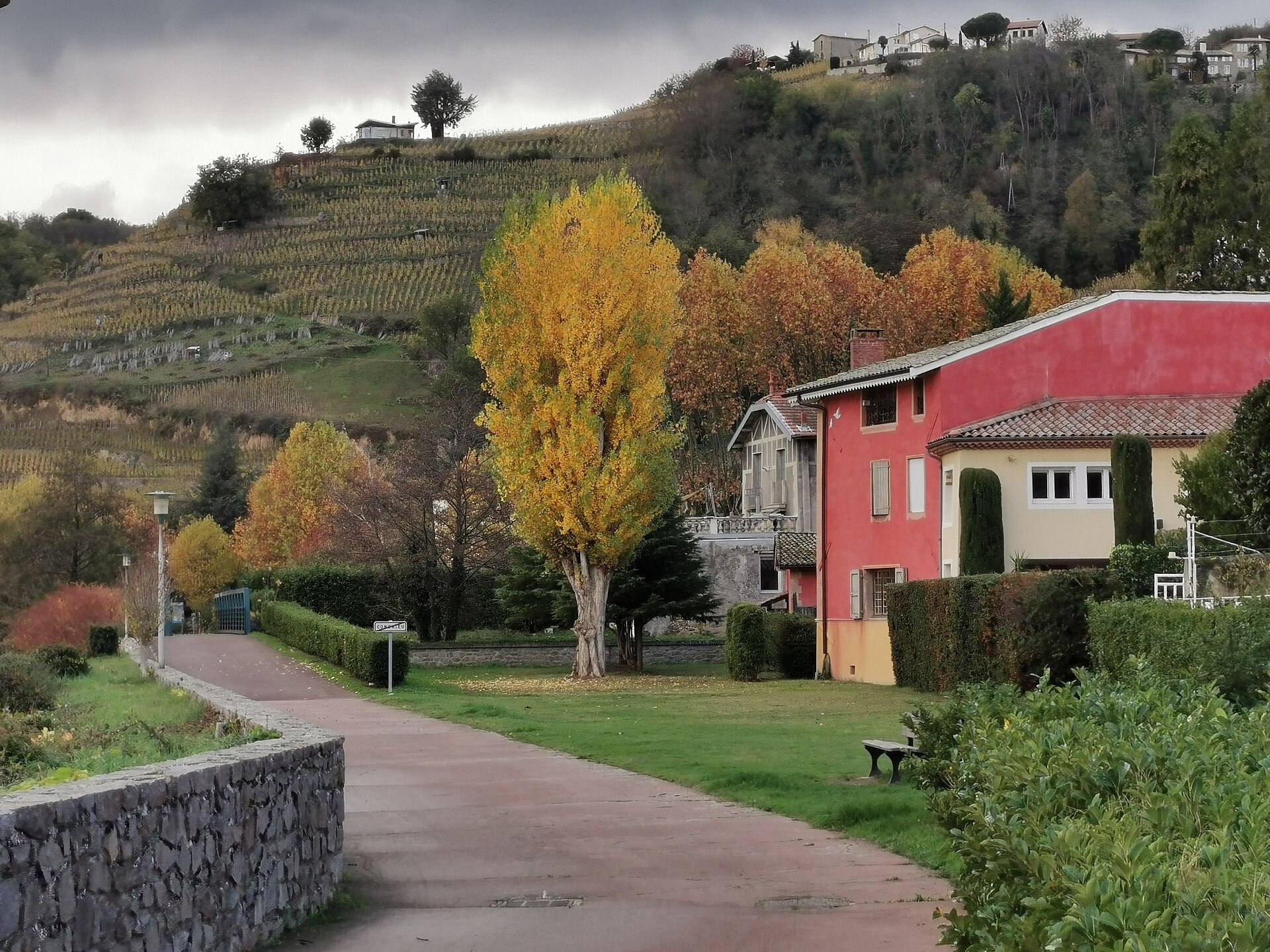 Piste de la ViaRhôna au bord du Rhône à Condrieu, vignes et arbres d'automne sur le coteau